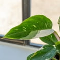 thumbnail image 5 of White Princess Philodendron in 6in. Grower's Pot - Large and Fully Rooted - Striking Variegation, 5 of 8