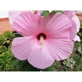 thumbnail image 2 of 20 Graines de HIBISCUS MOSSCHEUTOS var. Palustris Hardy Rose Clair, 2 of 5
