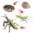 thumbnail image 3 of Juego de crecimiento de insectos para niños Sunnimix 1 Juego de ciclo un 4 accesorios señanza juguete educativo, 3 of 7