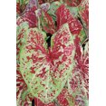 thumbnail image 3 of 2 Caladium ‘Raspberry Moon’ Bulbs for Planting, Colorful Caladium Tubers for Indoor or Outdoor Garden, 3 of 3