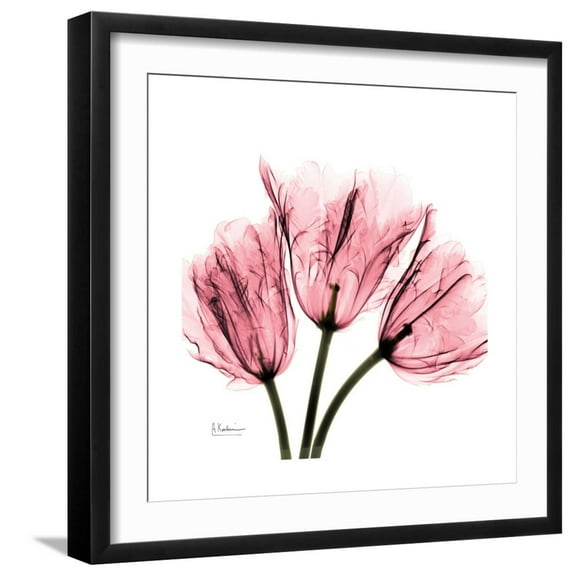 Art.com Soft Pink Tulips Art Print by Albert Koetsier, Black Frame Wall Art, 21" x 21"