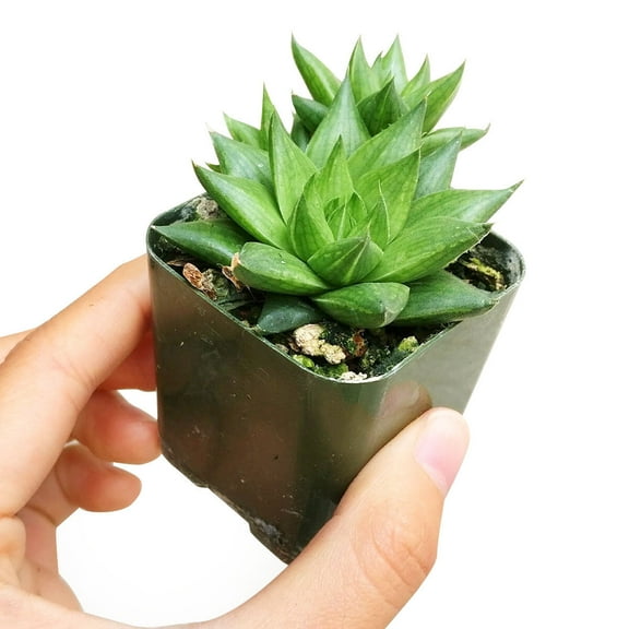 Haworthia Batesiana (2"  Plastic Pot) - Tiny, Lovely, Easy to Care Succulent for Beginners - Live Succulent for Home Office