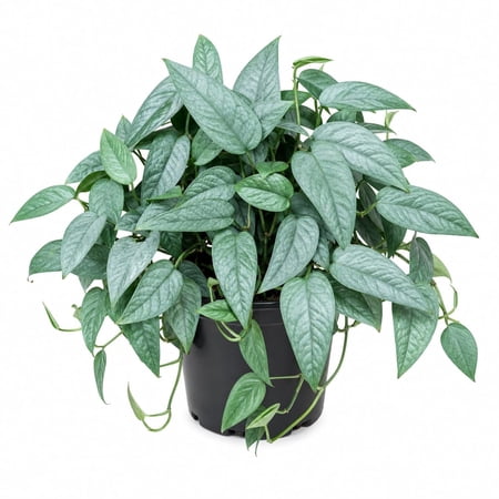 Cebu Blue Pothos - 1 Live Plant in a 6 Inch Growers Pot - Epipremnum Pinnatum 'Cebu Blue' - Elegant Indoor Houseplants Straight from The Nursery