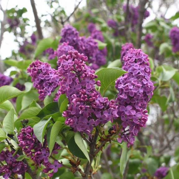 Purple Lilac Tree Live Plant, 6 to 12 Inch Tall, Fragrant Lilac Plant Live, Hardy Syringa Lilac Bush in Pot