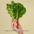 thumbnail image 5 of Lechuga Hidropónica Mini Romaine 4 Piezas, 5 of 5