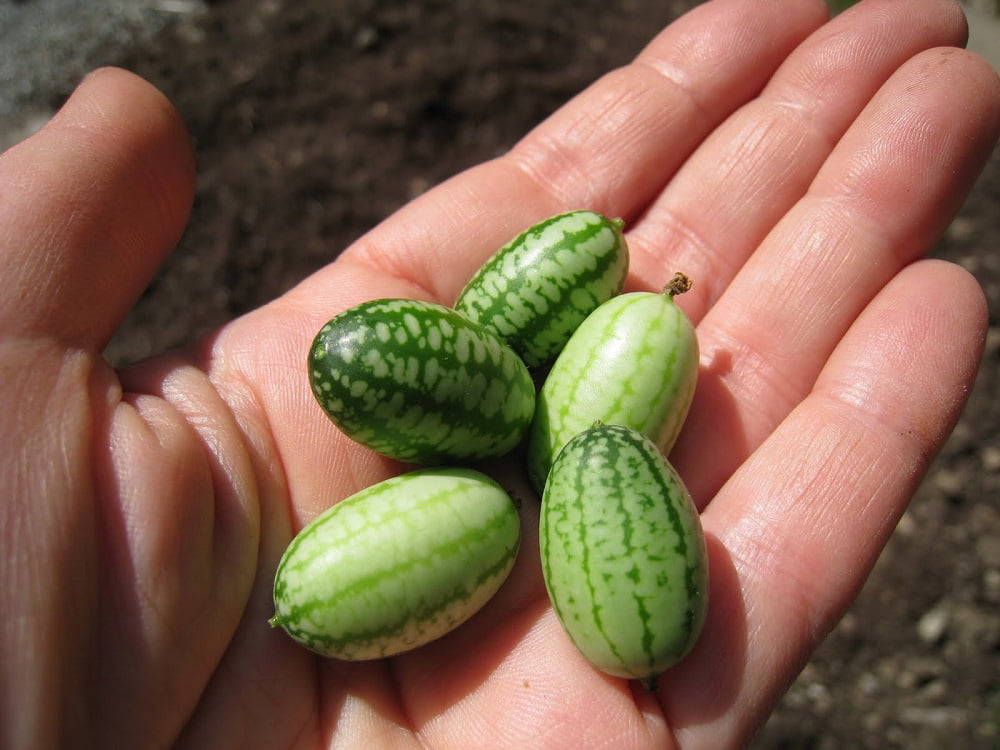 germinated *15 SEEDS "HOME YARD ORGANIC 15 LIVE Cocoa fruit seeds 100% fresh 