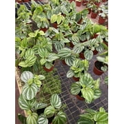 Harmony Foliage Peperomia Ecuador in 4 inch pots 30-Pack Bulk Wholesale Hybridized Unique Plants