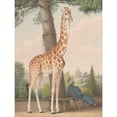 thumbnail image 2 of Nicolas Huet The Younger 15x18 Black Ornate Wood Framed Double Matted Museum Art Print Titled - Study of the Giraffe Given to Charles X by the Viceroy of Egypt (1827), 2 of 5