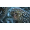 thumbnail image 4 of Dynasties (4K Ultra HD + Blu-ray) [UHD], 4 of 4