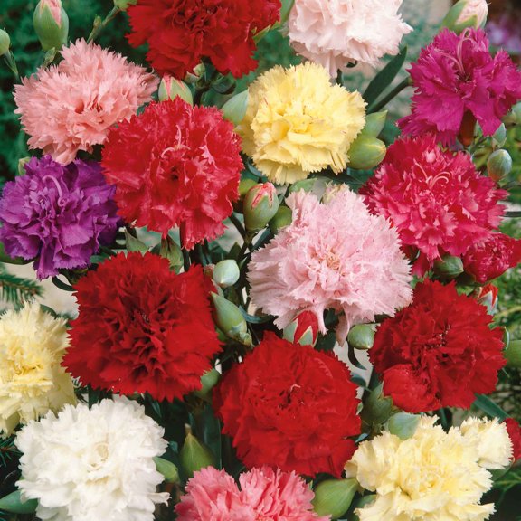 Eden Brothers Carnation Seeds - Chabaud Mix