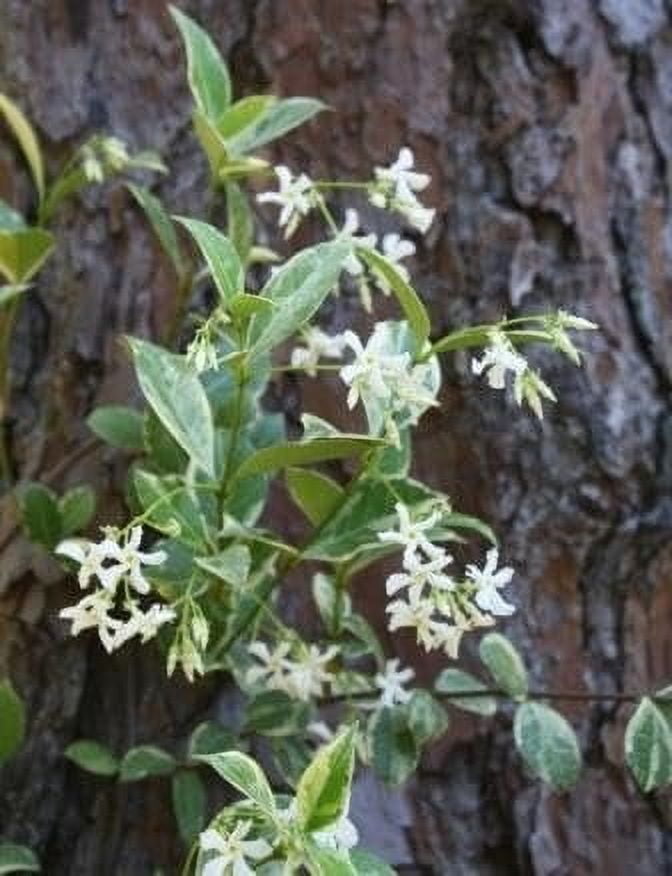 Variegated Confederate Jasmine  2 Extra Large 3 Gallon Plants  Trachelospermum jasminoides Variegata  Eye-Catching Climber  Perfect for Garden Walls and Trellises