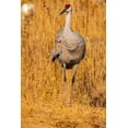 thumbnail image 2 of Jaynes Gallery 13x18 White Modern Wood Framed Museum Art Print Titled - USA-New Mexico-Bosque Del Apache National Wildlife Refuge-Sandhill crane close-up in grass, 2 of 4