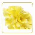 thumbnail image 2 of 2 Pcs Hair Flower Clips Brooch Boutique Hair Accessories Bohemia Hairpins For Women Girls (Yellow) One Size, 2 of 5