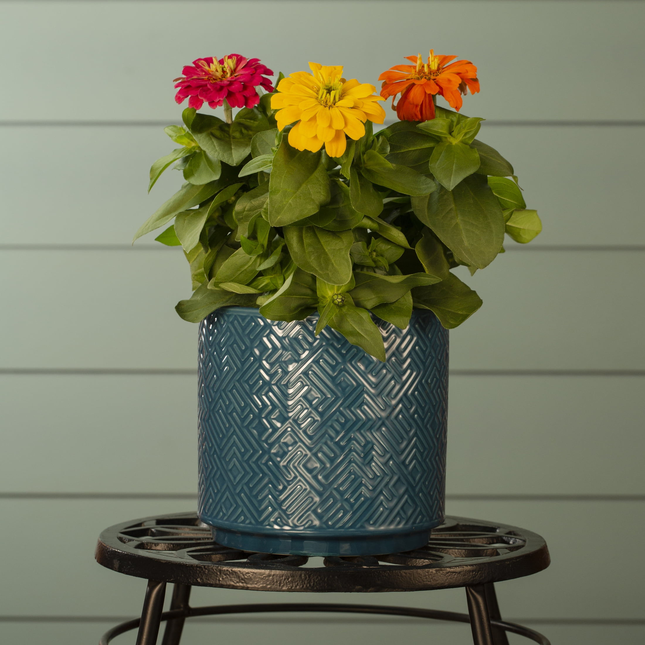 Expert Gardener 3QT Multicolor Zinnia Live Annual Plant Sun 2-Pack