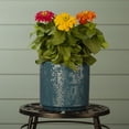 thumbnail image 4 of Expert Gardener 3QT Multicolor Zinnia Live Annual Plant Sun 2-Pack, 4 of 7