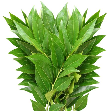 Green Cocculus - Farm Direct Fresh Cut Flowers Green Fillers - 100 Stems - by Bloomingmore