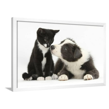Border Collie Black And White - Blue and White Border Collie Puppy and Black and White Tuxedo Kitten, Tuxie, 11 Weeks Framed Print Wall Art By Mark Taylor