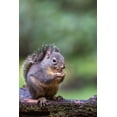thumbnail image 2 of Horton, Janet 23x32 Black Ornate Wood Framed with Double Matting Museum Art Print Titled - Douglas Squirrel standing on a log eating a peanut, 2 of 4