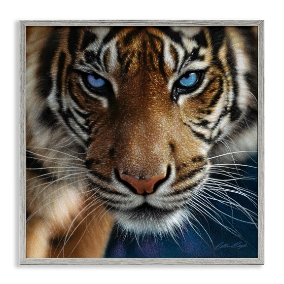 Stupell Industries Rustic Lodge Blue Eyed Beautiful Fierce Tiger Close Up Detailed Portrait Gray Framed Giclee Art, 17 x 17, by Collin Bogle