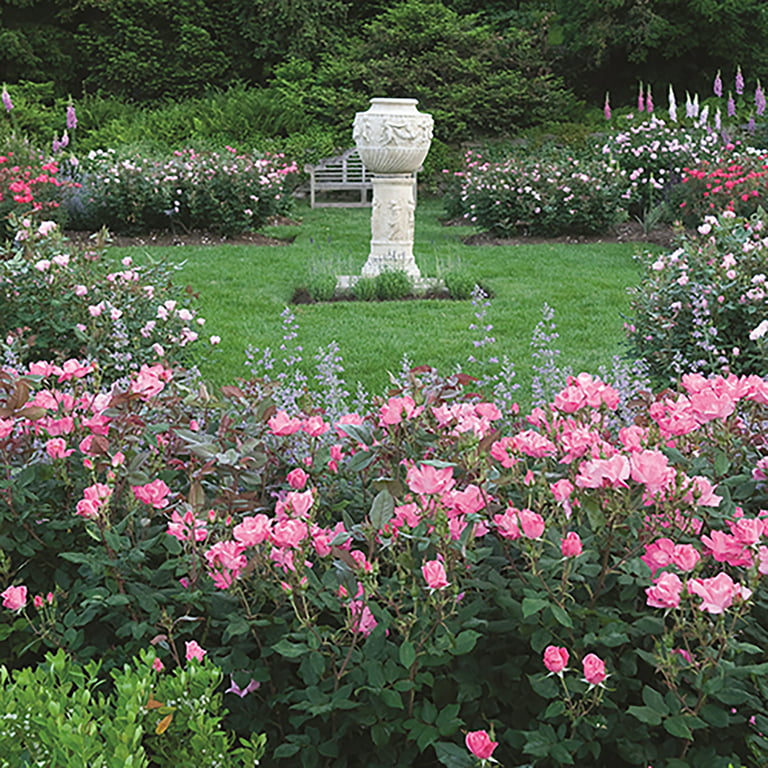 Double Knock Out® — The Knock Out® Family of Roses