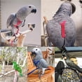 thumbnail image 2 of Arnés y correa para pájaros y loros para mascotas, correas ajustables de tracción para volar al aire libre, banda ajustable, cuerda de entrenamiento antimordeduras(L), 2 of 5