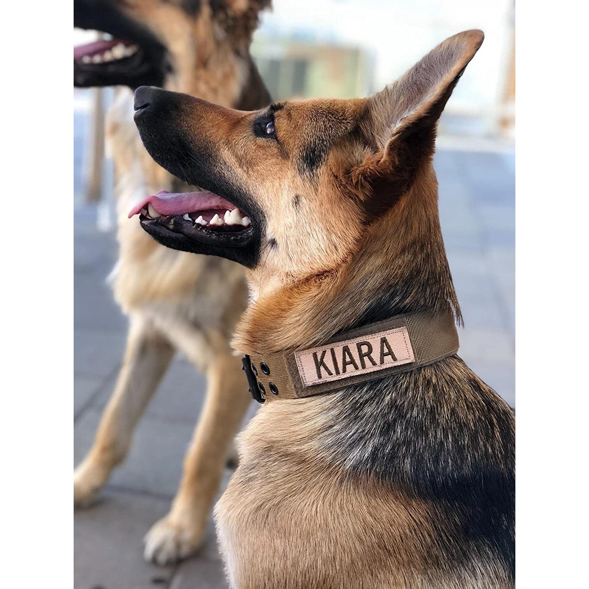 Military k9 collar hotsell