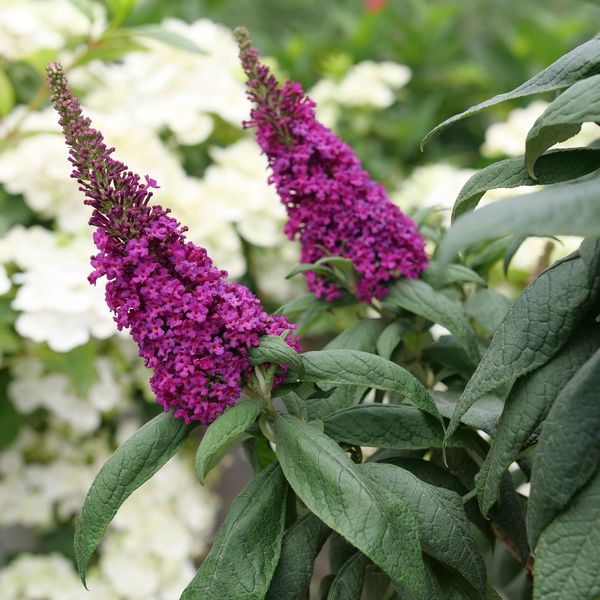 Proven Winners ColorChoice 5" Purple Pugster Pico Punch Butterfly Bush Live Plant in 4.5" Pot (4 Count)