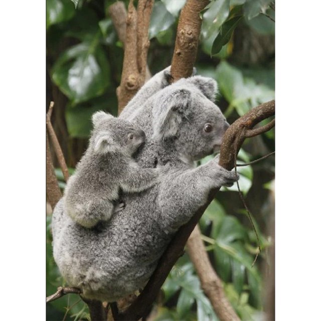 Pintura de diamante (DE4506) 5D DIY cuadrado lindo Koala bordado punto de cruz 45x60cm Hugtrwg Para estrenar