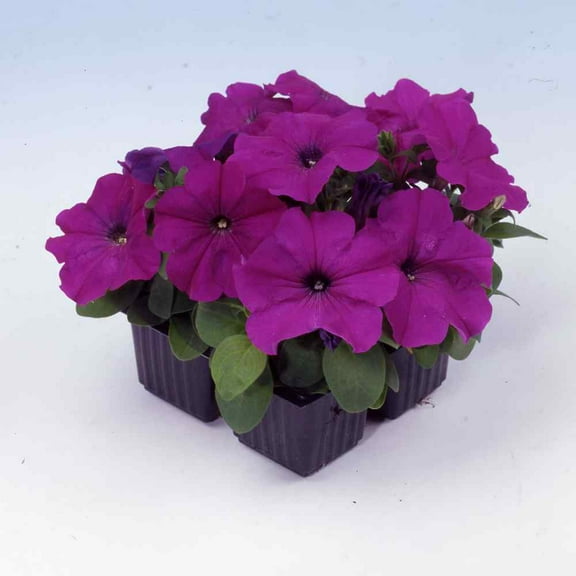 Outsidepride 500 Petunia multiflora ‘Quinto Violet' Plant Seed, Tolerates Poor Weather