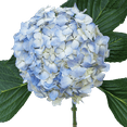 thumbnail image 4 of 40 Blue Hydrangea Flowers- Beautiful Fresh Cut Flowers- Express Delivery, 4 of 4