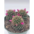thumbnail image 4 of Old Lady Cactus, 6 inch, Mammillaria hahniana, Crown of Flowers, 4 of 8