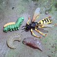 thumbnail image 3 of Naturaleza Wasp Lore mariquita ciclo de -4 piezas de muestra la de Sunnimix Juego de crecimiento de insectos para niños, 3 of 4