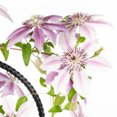 thumbnail image 4 of Expert Gardener 1.5G Purple Clematis Live Plant Grower Pot Sun, 4 of 4