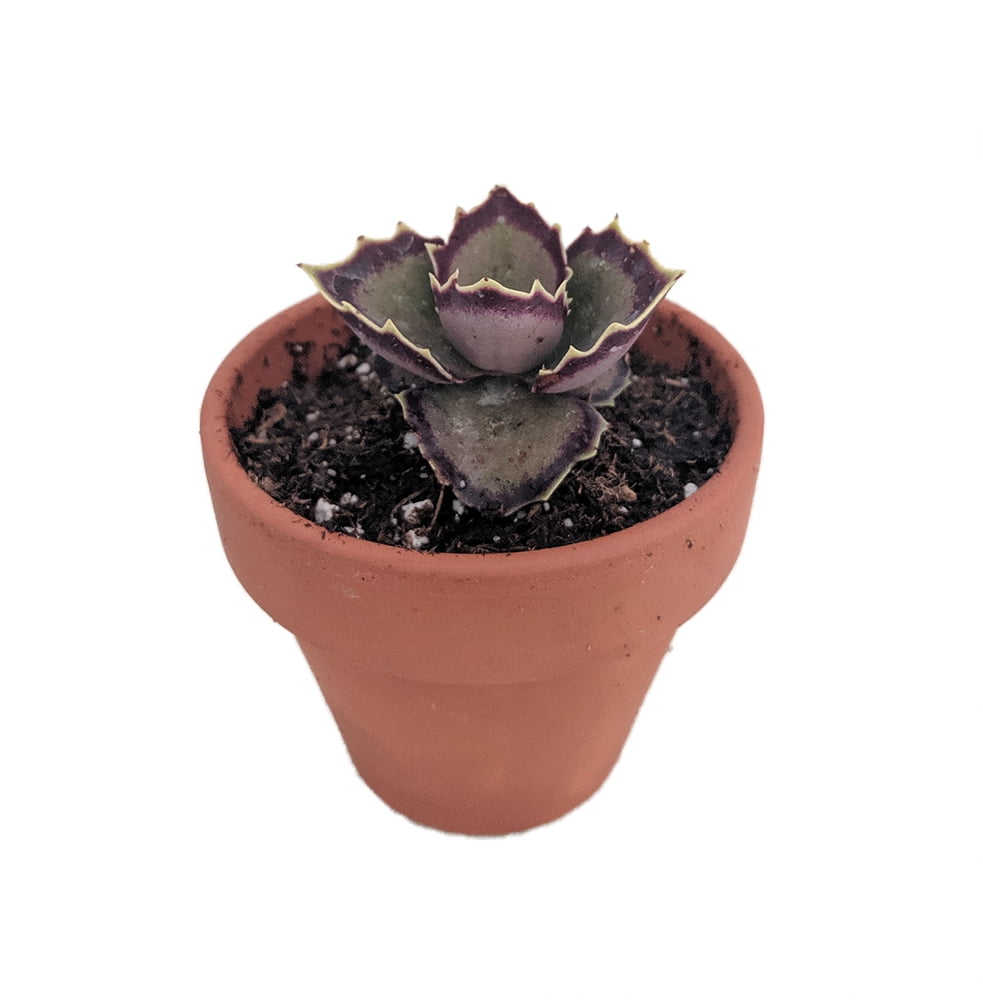 Rare Walking Kalanchoe Plant - Succulent - Kalanchoe - Easy - 2.5" Clay
