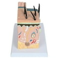 thumbnail image 2 of Anatomy Lab Skin and Hair Block Anatomy Model, 2 of 3