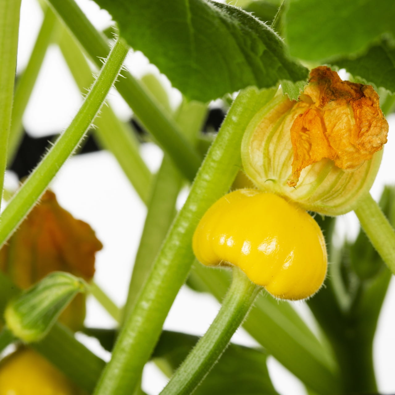 Expert Gardener Squash Live Edible Plant, 1 PT Grower Pot, 6-Pack, Full Sun