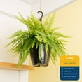 thumbnail image 4 of Expert Gardener 16-22" Tall Boston Fern, Bright Indirect Sunlight, Indoor Live House Plants, 4 of 10