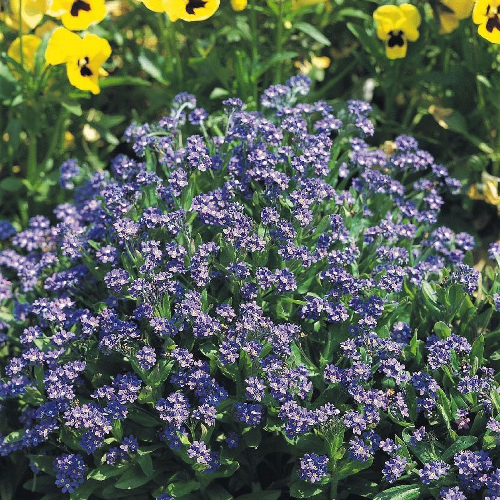 500+ Blue Forget Me Not Flower Seeds – New Hill Farms
