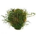 thumbnail image 4 of 4PCS Miniature Scene Simulation Trees for Architectural Model Landscape Scenery Train Railway Sand Table Scenery, 4 of 7