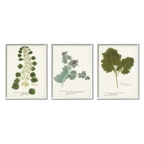 Stupell Industries Botanical Latin Study Detailed Wild Plant Leaves Graphic Art White Framed Art Print Wall Art, Set of 3, Design by World Art Group