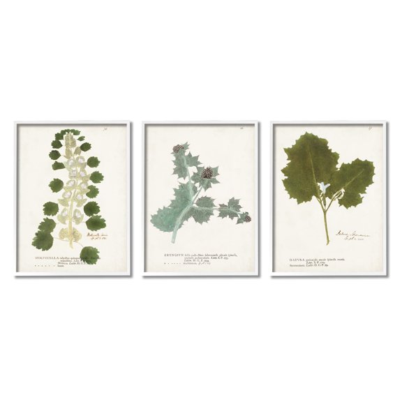 Stupell Industries Botanical Latin Study Detailed Wild Plant Leaves Graphic Art White Framed Art Print Wall Art, Set of 3, Design by World Art Group
