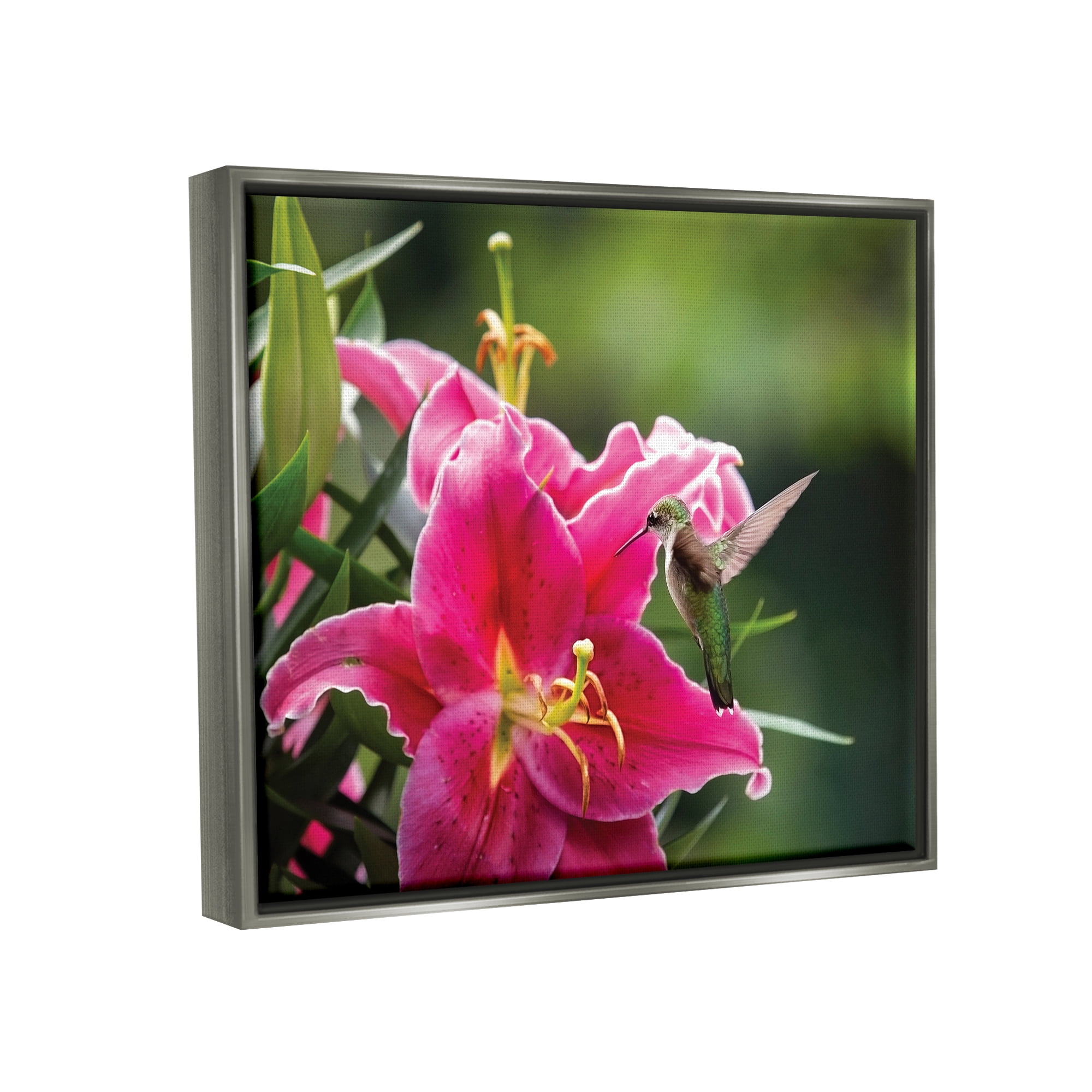 Stupell Industries Hummingbird with Hibiscus Animals & Insects Photography Gray Floater Framed Art Print Wall Art, 31 x 25