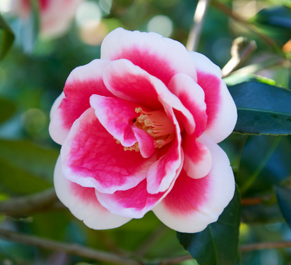 Southern Living Plants Christmas Carol Camellia Flowering Bush 2 Gal - Walmart.com - Walmart.com