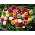 thumbnail image 2 of 5 Mixed Dahlia Bareroots---A TRUE MIX of varieties and colors!!! Dahlia Lovers Dream!!!, 2 of 4
