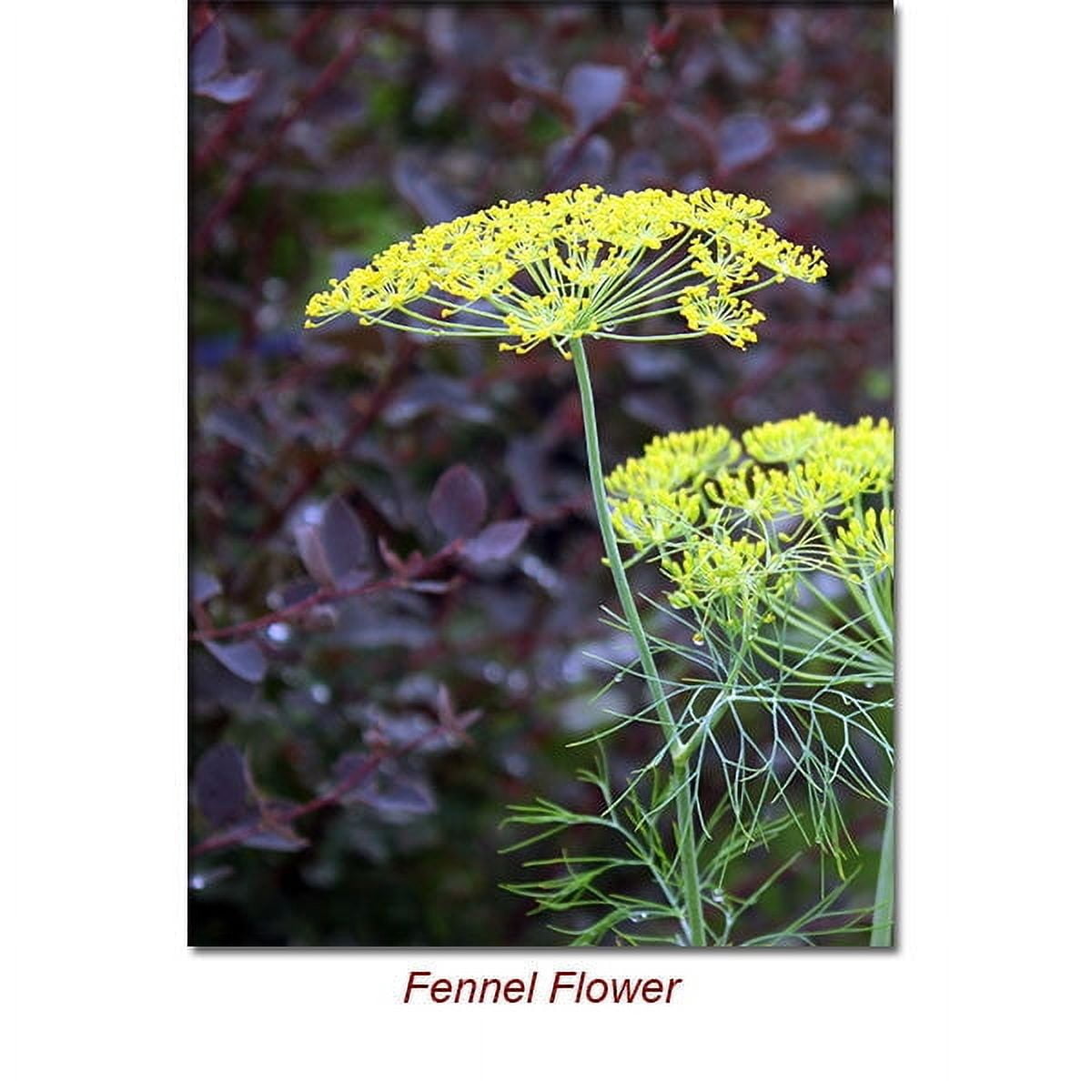 Fennel Sweet Essential Oil 1 fl oz (30 ml) - 100% Pure and Natural by Silky Scents