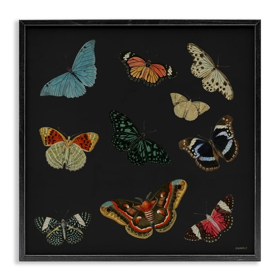 Stupell Industries Insects Group on Black Black Framed Giclee Art, design by Dan Meneely