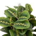thumbnail image 4 of Mainstays Artificial Maranta in White Ceramic Shell Vase, 9", 4 of 6