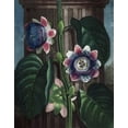 thumbnail image 2 of Thornton, Dr R 20x24 Gold Ornate Wood Framed with Double Matting Museum Art Print Titled - Quadrangular Passion Flower, 2 of 4