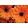 thumbnail image 2 of Erin Berzel 4x24 White Modern Wood Framed Wall Art Titled - Orange Gerbera Daisies, 2 of 5