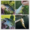 thumbnail image 3 of pitrice 10Pcs Lure Bait Fishing Soft Loach Artificial Bass Tackle Fake Goods Moving Bouncing Sinking Swimming Accessory C Small, 3 of 9